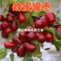 嫁接种植庭院枣子枣苗