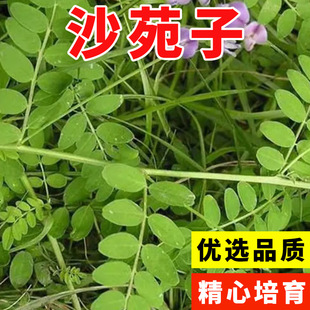 New Medicinal Seeds Shayuanzi Seeds Shayuanzi Seeds Tea Tong Tribulus Summer Yellow Grass Shawanzi