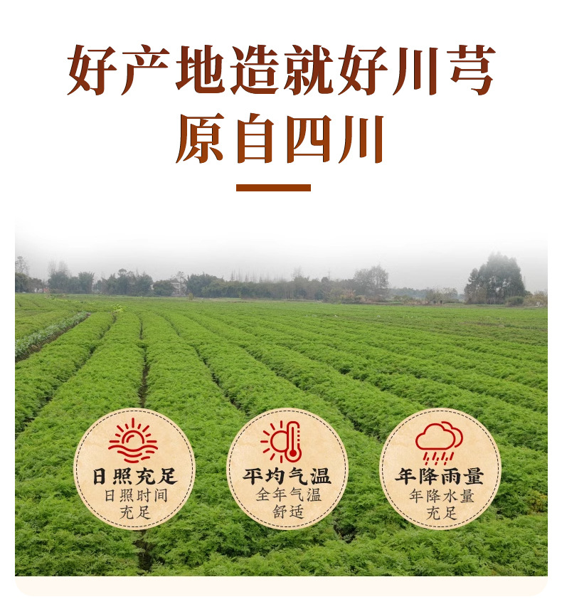 Chuan Xiong Slices (Ligusticum chuanxiong) — Dried Food-Herb Rhizome for Soup & Tea key features