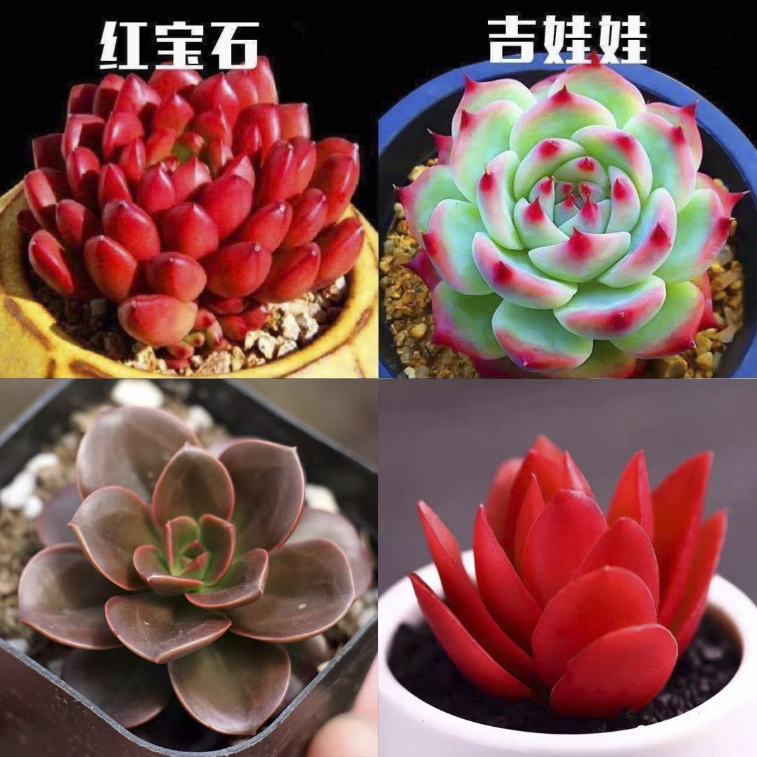 루비 + 치와와 + 초콜릿 타일 + 불제 3-5cm (플라스틱 화분이 배송이 더 쉽습니다)