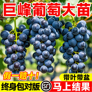 �޷����ј���ꖹ�õ��������Թ�������ļ��NֲԺ�����ϱ����ͺ�