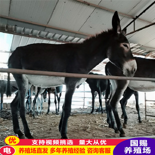 ���H�Bֳ�����H�������H������С���H���H�� �����H�H�� ë�H��