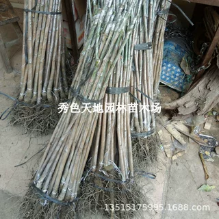 芒果苗实生芒果树苗绿化芒果直生苗南北方庭院行道树种植待嫁接苗