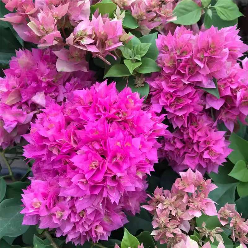 9.9 Flores frecuentes variedades de ciruela triangular en maceta jardín de plántulas es bueno para alimentar las plantas de vid de flores image 38
