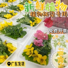 �r��ֲ����Ⱦ��Ⱦ�� ���r���~�r����G�~�����زݻ����ӡ����