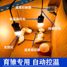 小鸡保温箱鸡鸭鹅鹌鹑自动控温灯养殖取暖灯加热灯宠物保温育雏灯