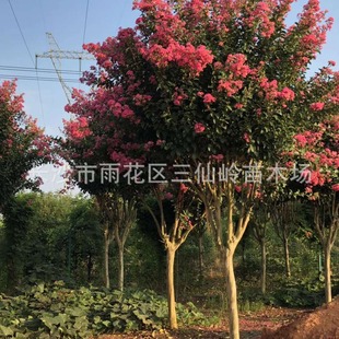 ���l�t�����ޱ 8����9����10������ޱ�� Ҏ���Rȫ