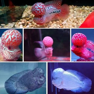 ̩���M���_�h�~���^���^�����^�p�~�Ꭷ�~���\̩��𻨼t�R�t����