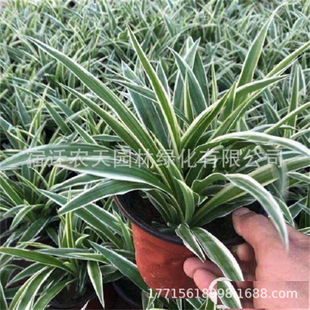 ���~����÷���m�Gֲ���Դ������ٻ����҃�����͏d�^�~ֲ�������