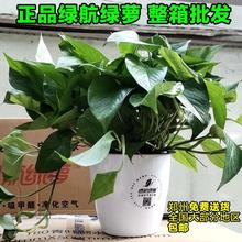正品绿航绿萝客厅卧室除甲醛绿植物净化空气花卉盆栽大叶长藤绿箩
