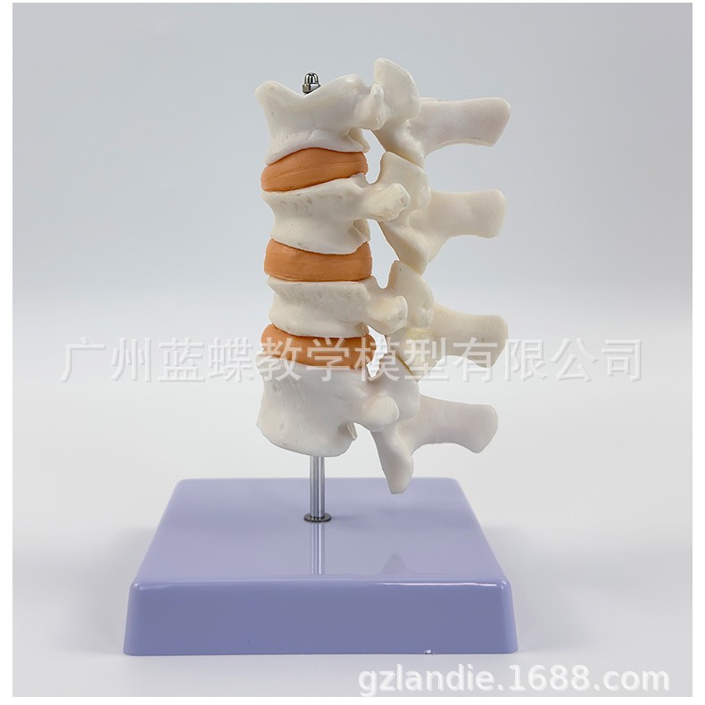 ��������ģ�� ��׵���Ͳ���ģ�� ���弹׵ģ�� ��������ģ��