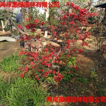 ���Ļ������������z�ļ����Ļ���e��ͥԺ���Ա����ͺ������L��