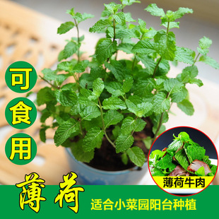 Mint Seeds Wholesale Edible Mosquito Repellent Seeds All Year Round Potted Cat Mint Leaf Plant Balcony Room Sunflower Small
