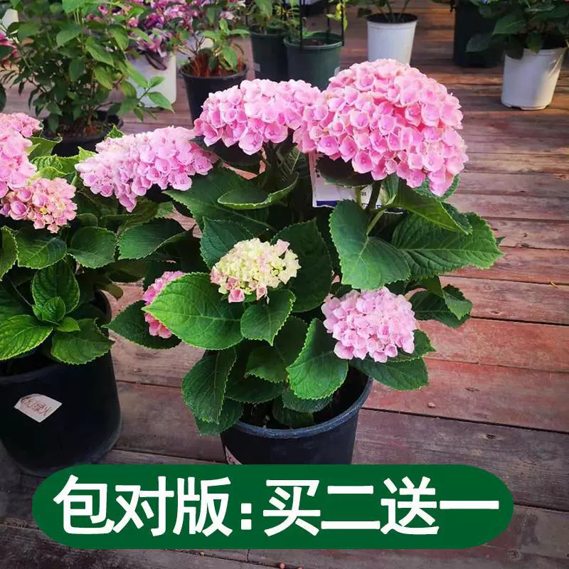 Рассада гортензии в горшках бесконечное лето с бутонами, цветущими в любое время года, легко выращивать в помещении, на балконе, во дворе, зеленые растения.