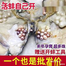 珍珠蚌活开蚌珍珠多珠河蚌淡水真空取单珠批发鲜活打自己蚌壳