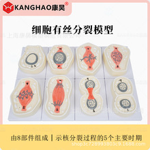 细胞有丝分裂模型8部件核模核仁染色体细胞质分裂纺锤丝细胞板