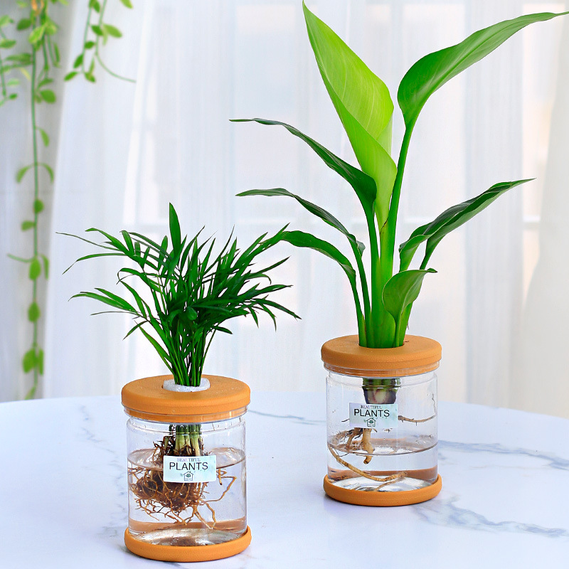 グリーンラタン水耕栽培ホルムアルデヒド除去鉢植え金のなる木ミント富竹屋内花緑植物オフィスグリーンラタン|undefined