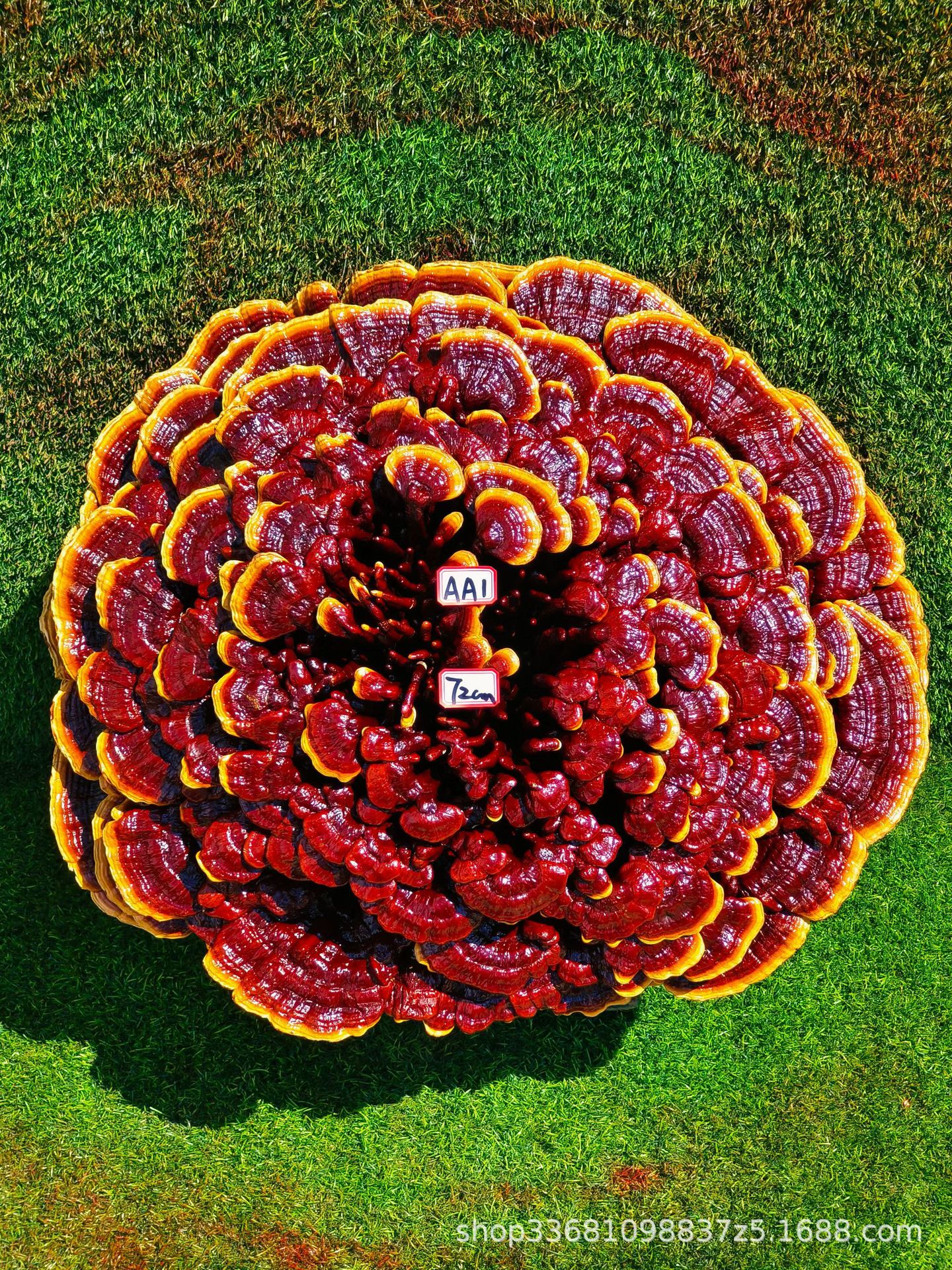 Large Purple Reishi Mushroom Display Piece 95cm Ling Zhi Ornamental Bonsai for Home and Entryway specifications