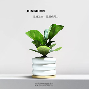 ���~��С���Ա�����ꎺ��Bֲ��d�ӻ������辰���W�Lins����Gֲ