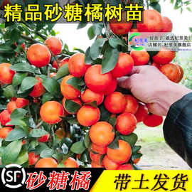 砂糖橘子树苗带果南方北方盆栽正宗广西四会金桔沙糖柑橘果树果苗