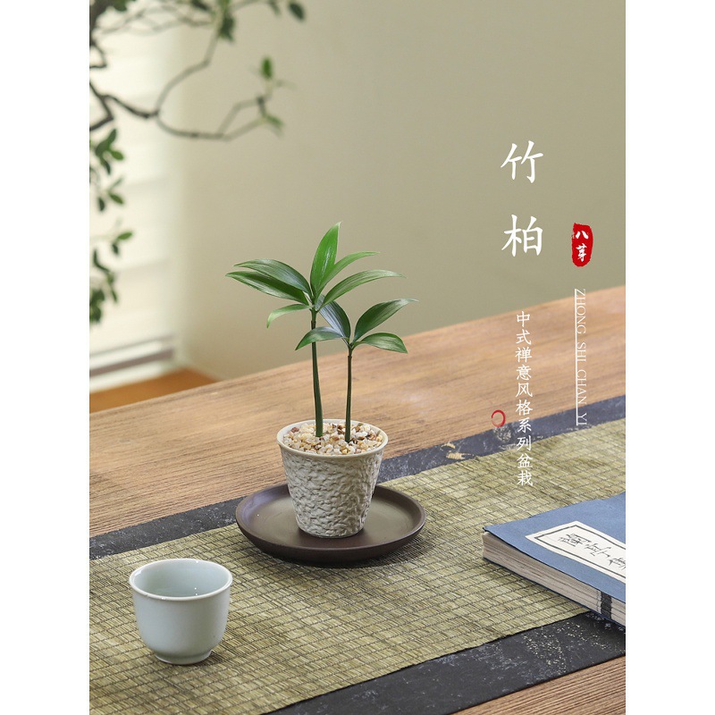 竹柏盆栽室内客厅好养花卉绿植办公室内桌面四季常青植物摆件盆景