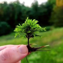 万年藓水草苔藓棕榈莫斯鲜活苔藓鱼缸水族箱生态瓶雨淋缸造景水彤