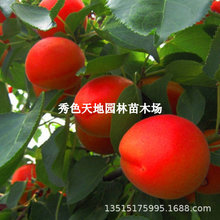 ���޼t���Ә���޽���Ʒ�N�������������������ͥԺ���Ԯ���Y��