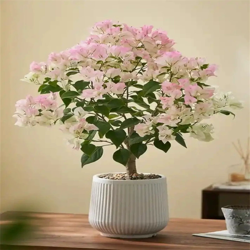 Бугенвиля горшечное растение с цветущими цветами в четыре сезона