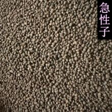 ��������ș�P�ɻ����P����