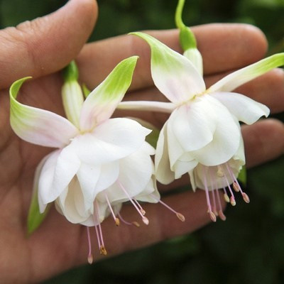 Los pétalos dobles cuelgan boca abajo, las plántulas de la campana dorada, las linternas, las plantas en macetas, las plantas verdes de interior, los balcones, las flores florecen en todas las estaciones, las flores continúan floreciendo