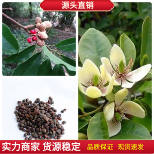 ��ľ�N�Ә�����Ц������Ц���t����N��ֲ��