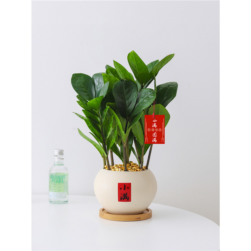 Money Tree Small Potted Four-Season Plant Indoor Living Room Chinese Zen Style Fortune Tree Green Plant Office Desktop Bonsai