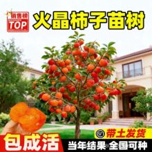 火晶柿子苗树嫁接脆甜无核特大号带土果树南北方种植地栽当年结果