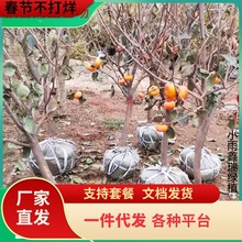 一件代发柿子树带土球特大日本脆甜柿子苗树庭院果树老桩南方北方