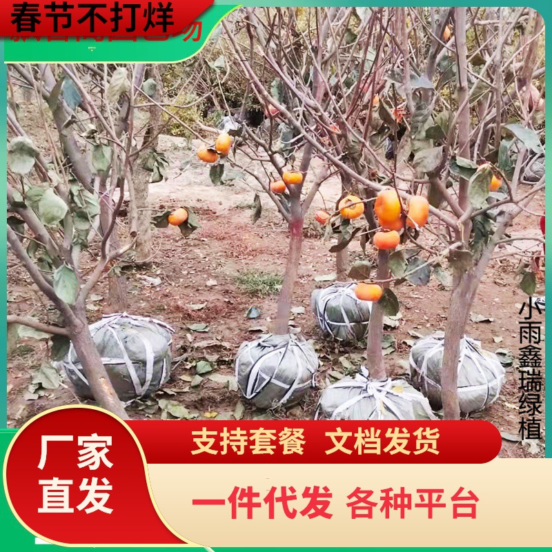 一件代发柿子树带土球特大日本脆甜柿子苗树庭院果树老桩南方北方