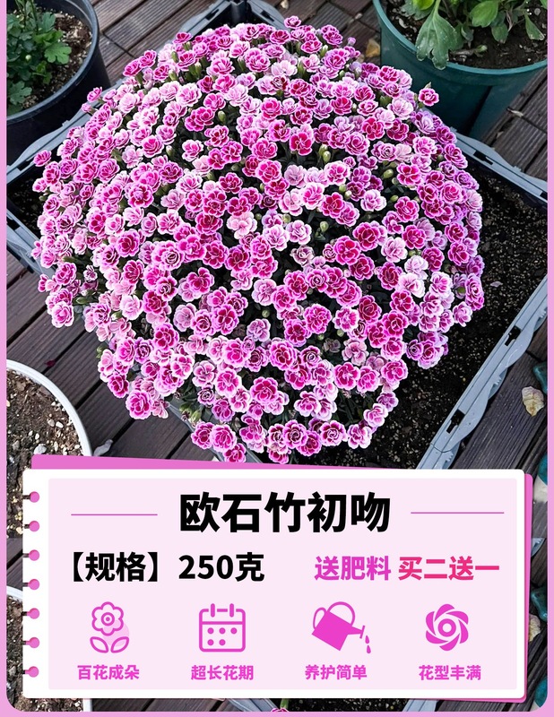 ヨーロピアンコスモスの花の種子は耐寒性の低生のカラフルなコスモスの花の種子で、ベランダ、中庭、屋内外で四季を通じて播種して開花させることができます。|undefined