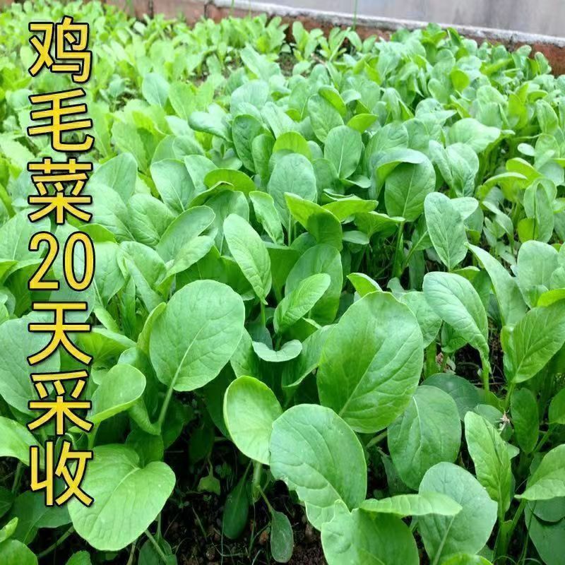 Rhabil vegetable seeds 18 days fast raw chicken feathers