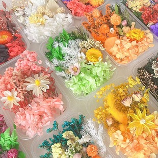 Eternal Flower Material Package Dried Flower Photo Frame Group Fan Painting Greeting Card Dried Flower Dawn Natural Real Flower Box Gel Drop Diy Salon
