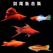 繁殖新手鱼红剑怀孕鱼易鱼包观赏鱼活热带箭鱼红鱼易养活胎生