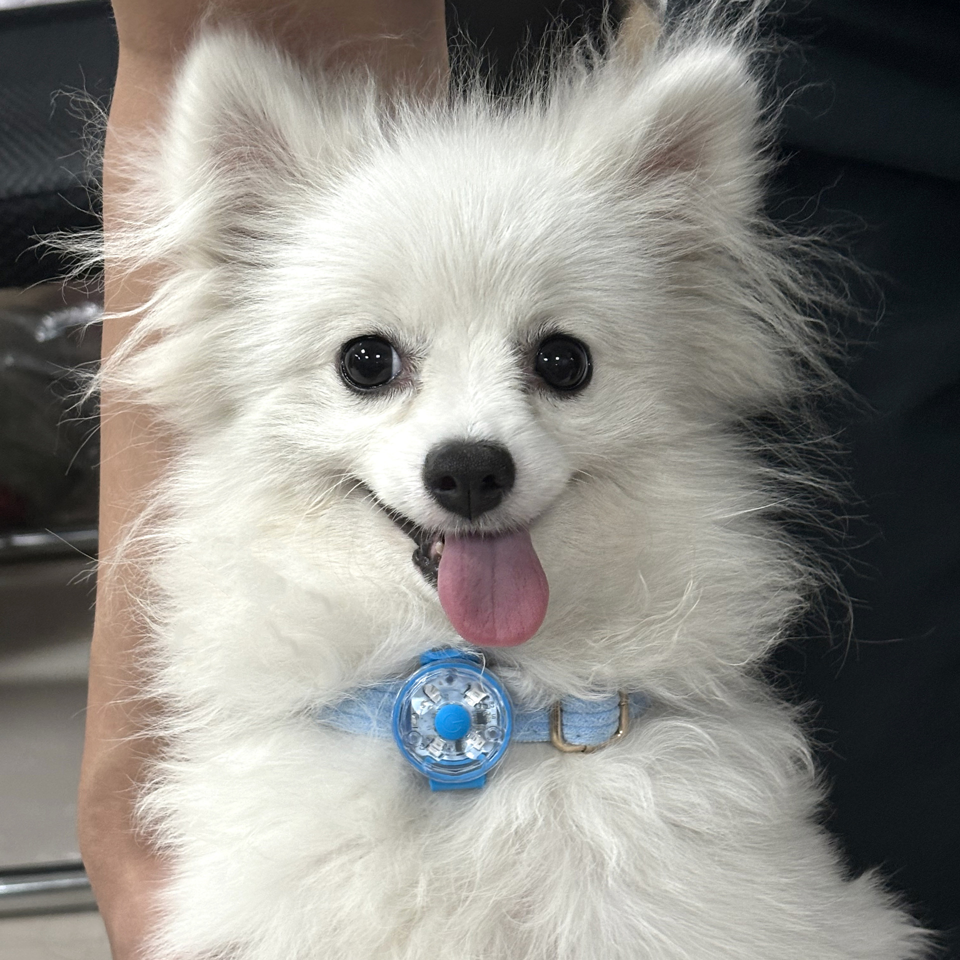 Luces para mascotas, luces para pasear perros, carga USB, perros que salen, anti-pérdida, noche, collar luminoso, colgante, marca de perro luminoso LED