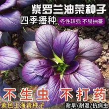 ���_�m�Ͳ˷N�����Ͳ��Ϻ��������Ͳ����͟��ļ����N�߲˷N��