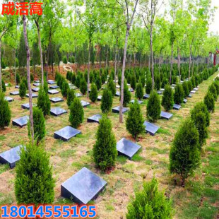 Wholesale Cemetery Pine Grave Tree Saplings, Cypress, Platycladus, Thuja, Pagoda Pine, Small Saplings for Potted Plants in Both Northern and Southern Regions