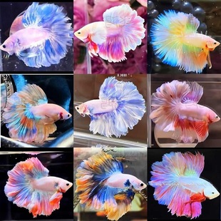 ِ��̩�����~�鼆β���װ��¹��^�p�~�Ꭷ�~���挙����B�ͻ�