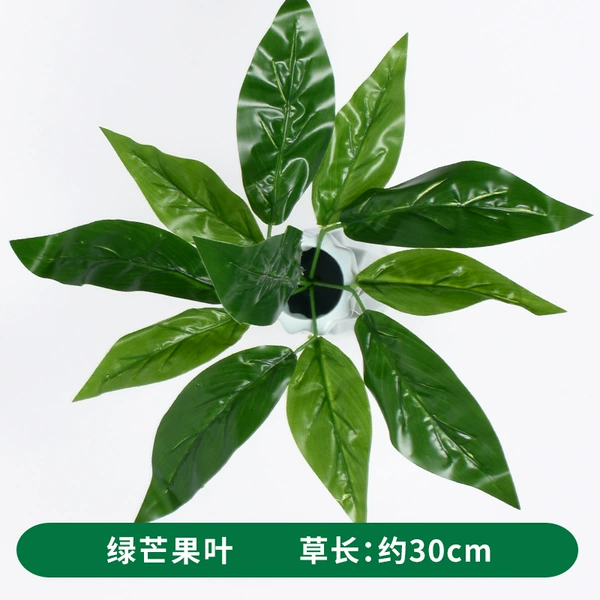Green mango leaf