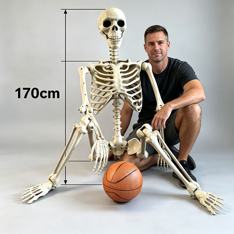 Halloween Skeleton Skeleton 170cm Realistic Plastic Skeleton Haunted House Decoration Secret Room Ktv Supplies Artificial Human Ornaments Halloween Skeleton Skeleton 170cm Realistic Plastic Skeleton Haunted House Decoration Secret Room Ktv Supplies Artificial Human Ornaments