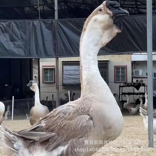 �{�^�Z�ش�N���ڻ����ɫ�{���^�������^�F؛�ZС�Z������