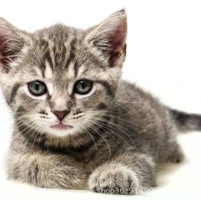 行家选门槛升级-寻源类目003测试