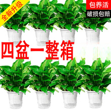 �G�}�����҃ȼ����·�������ȩ�����՚�ֲ��ˮ���L�ٴ��~�G�j�Gֲ