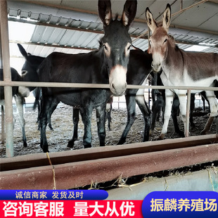 ɽ�|���H�Bֳ�� �����H �����H ��ֳĸ�H ����С�H�x�DƬ