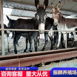 山东肉驴养殖场 德州驴 三粉驴 繁殖母驴 育肥小驴驹图片